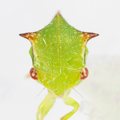 Stictocephala militaris