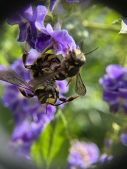 Anthidium florentinum