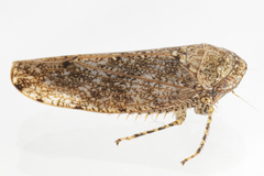 Paraphlepsius tennessus