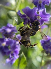 Anthidium florentinum