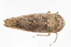 Paraphlepsius tennessus