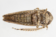 Paraphlepsius tennessus