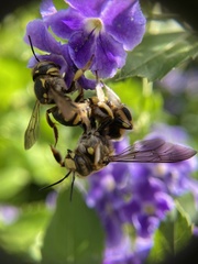 Anthidium florentinum