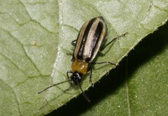 Acalymma trivittatum