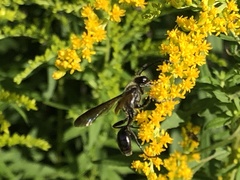 Isodontia