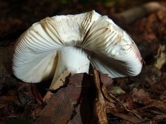 Russula lepida