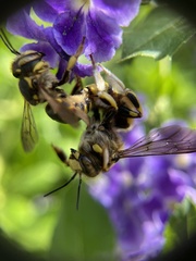 Anthidium florentinum