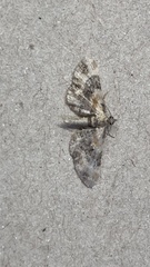 Eupithecia linariata