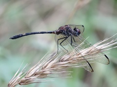 Dythemis velox