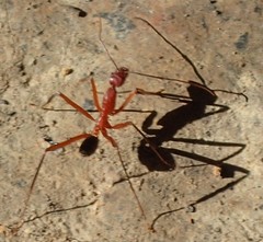 Leptomyrmex tibialis
