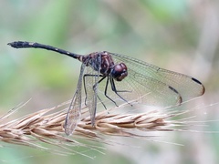 Dythemis velox