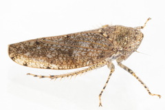 Paraphlepsius tennessus