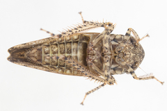 Paraphlepsius tennessus