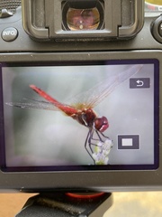 Sympetrum fonscolombii