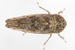 Paraphlepsius tennessus