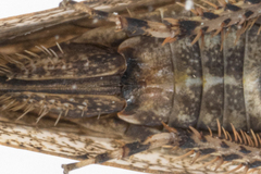 Paraphlepsius tennessus