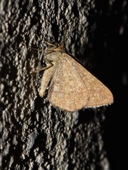 Isturgia murinaria