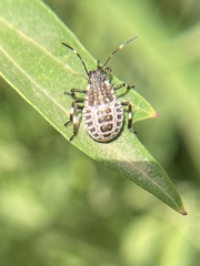 Halyomorpha halys