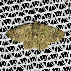 Aeolochroma rhodochlora