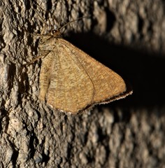 Isturgia murinaria
