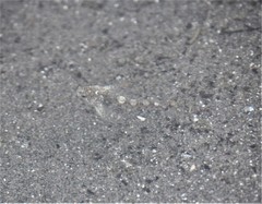 Clinocottus acuticeps