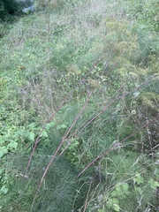 Peucedanum officinale