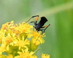 Ceropales bipunctata
