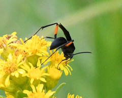 Ceropales bipunctata