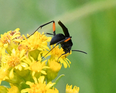 Ceropales bipunctata