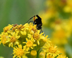 Ceropales bipunctata