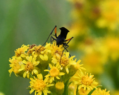 Ceropales bipunctata