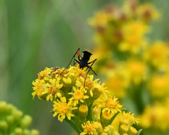 Ceropales bipunctata