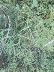 Peucedanum officinale