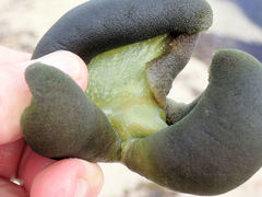 Codium pomoides