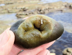 Codium pomoides