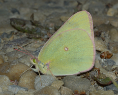 Colias gigantea