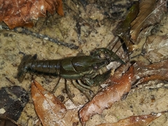 Procambarus vioscai