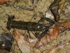Procambarus vioscai