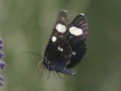 Alypiodes flavilinguis