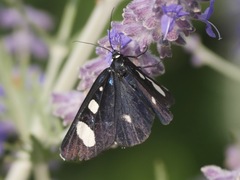 Alypiodes flavilinguis