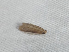 Peoria roseotinctella