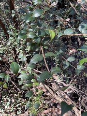 Backhousia myrtifolia