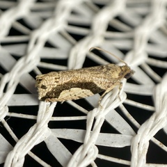 Statherotis pendulata