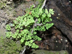 Adiantum excisum