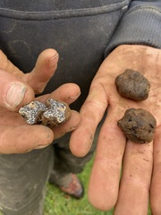 Melanogaster ambiguus