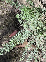 Prostanthera violacea