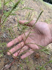 Corispermum americanum