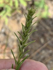 Corispermum americanum