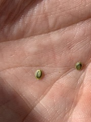 Corispermum americanum