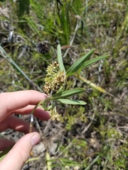 Asclepias hirtella